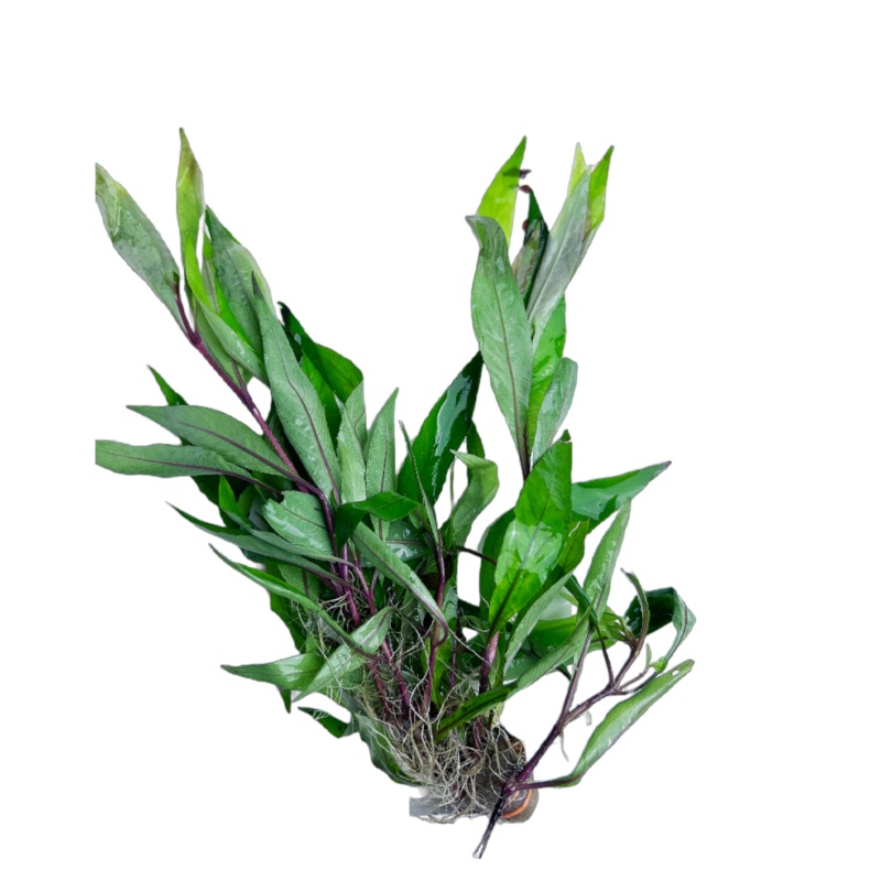Broadleaf Temple Plant (Hygrophila corymbosa "Stricta")