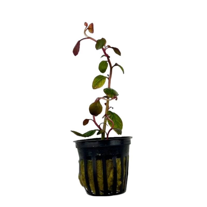 Cardinal Plant (Lobelia cardinalis)