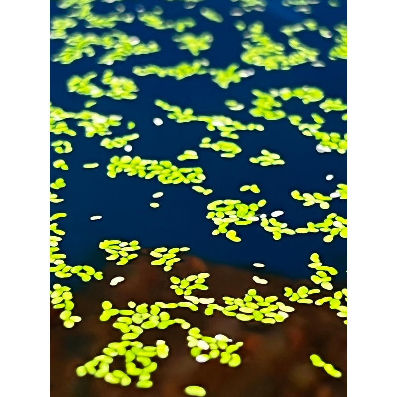 Duckweed (Lemnoideae)