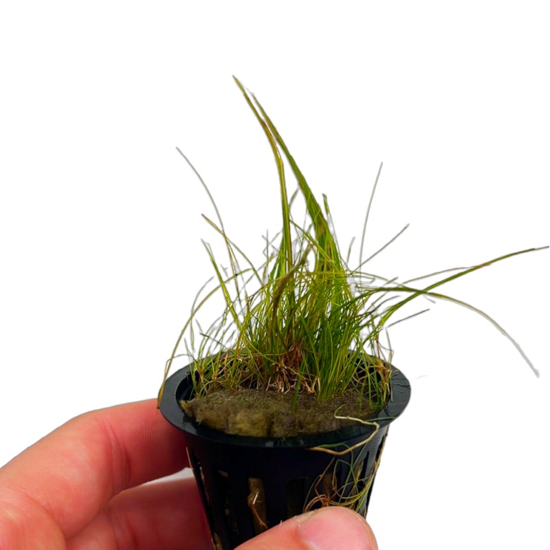 Dwarf Hairgrass (Eleocharis acicularis)