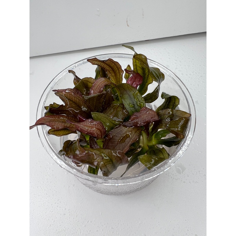 Echinodorus red diamond Tissue Culture