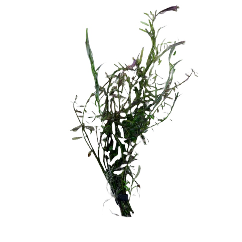 Indian Toothcup (Rotala indica)