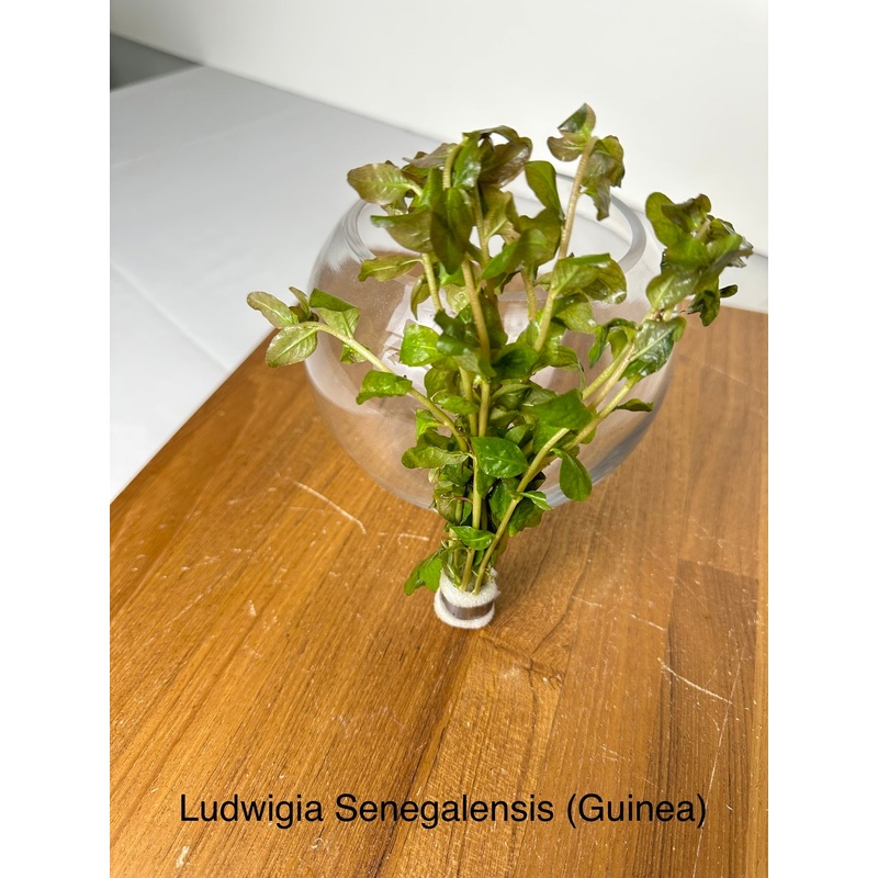 Ludwigia Guinea (Ludwigia senegalensis sp. "Guinea")