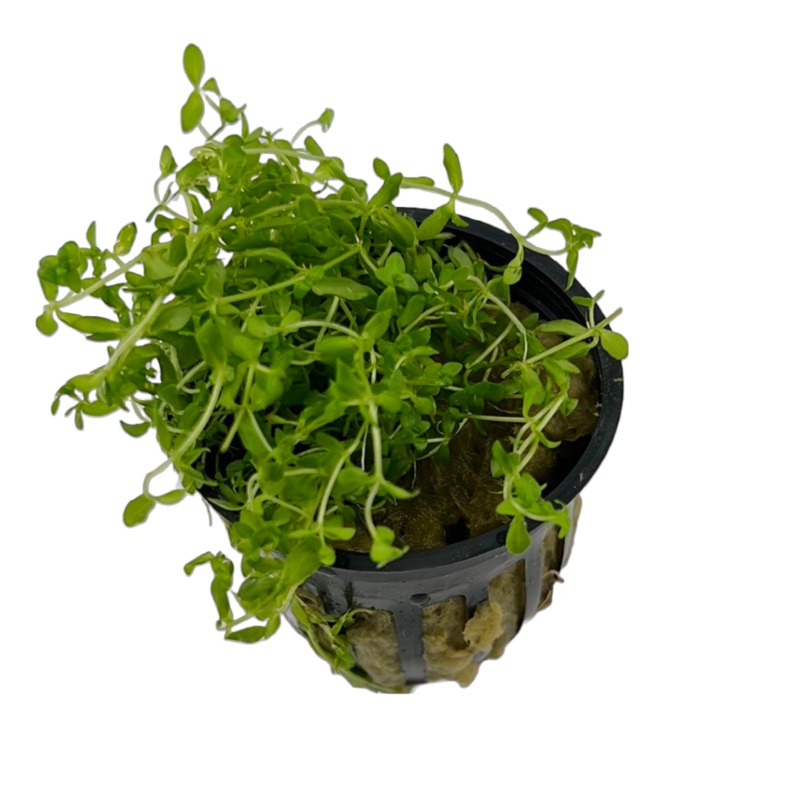 Micranthemum micranthemoides (Pearlweed)