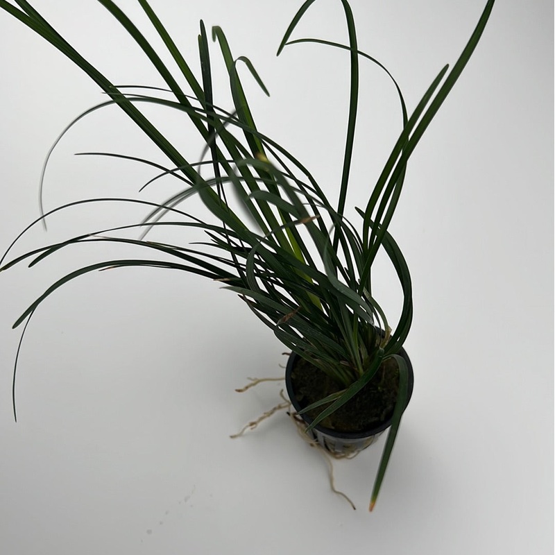 Mondo Grass (Ophiopogon Japonica)