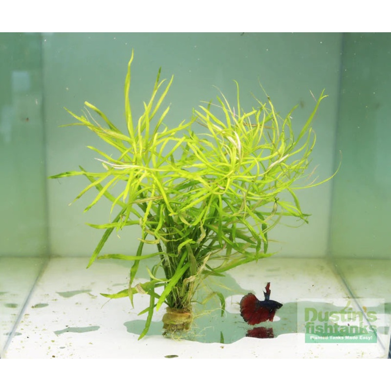 Octopus Plant (Pogostemon stellata)