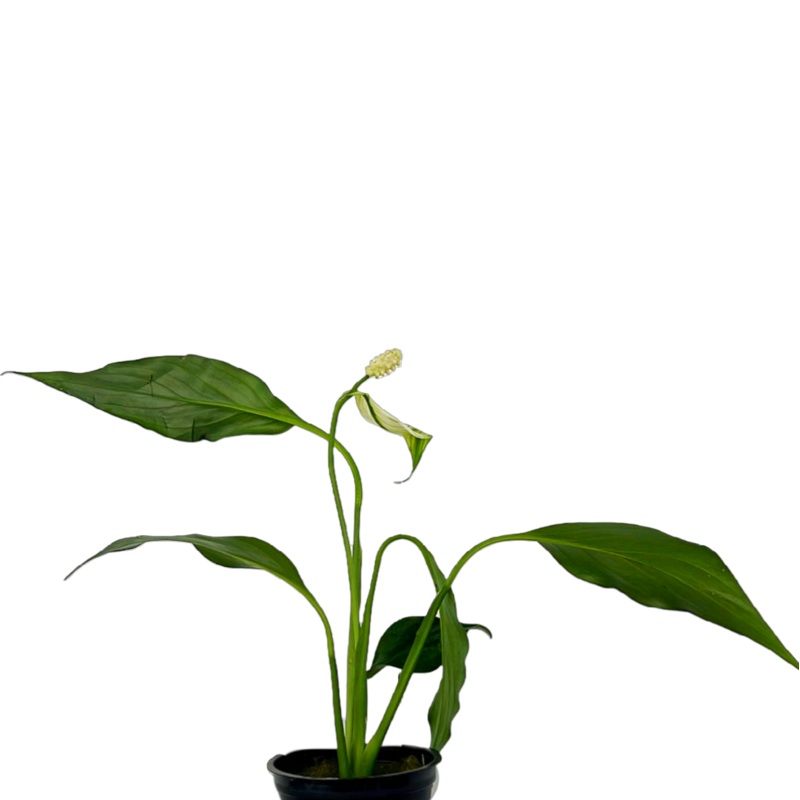 Peace Lily(Spathiphyllum sp. )