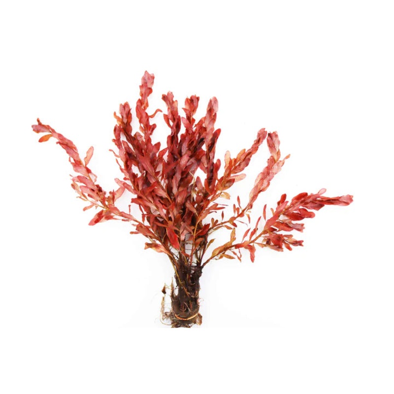 Red Cuban Ludwigia (Ludwigia inclinata "Red")