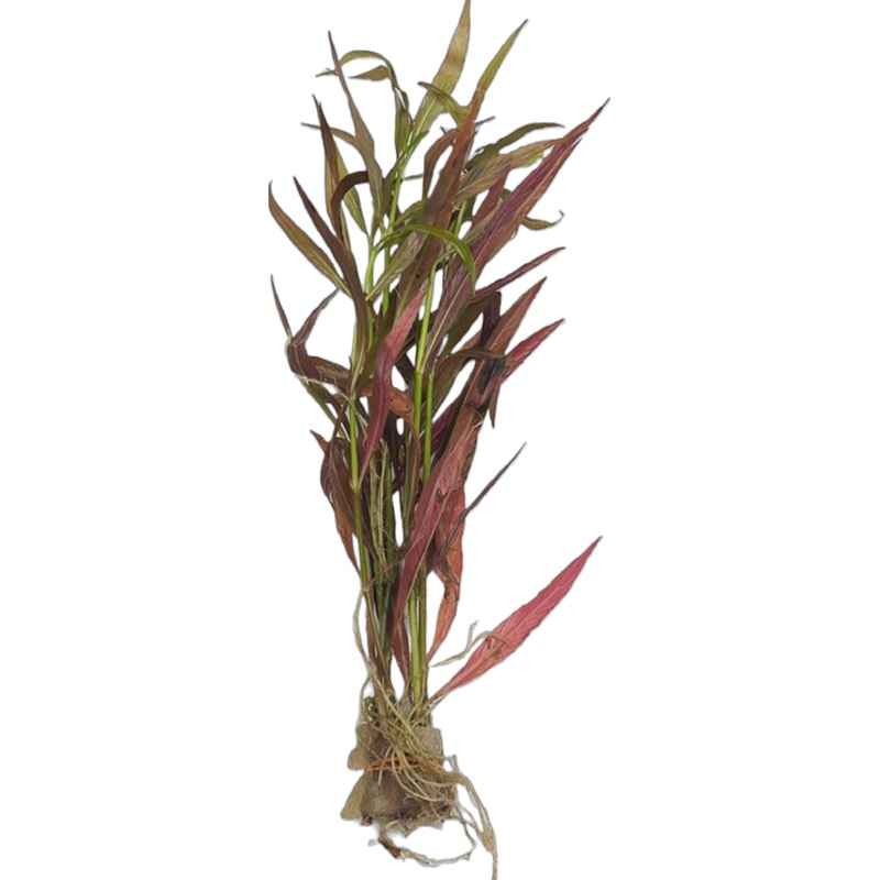 Red Hygro (Hygrophila cordata var.  "Red")