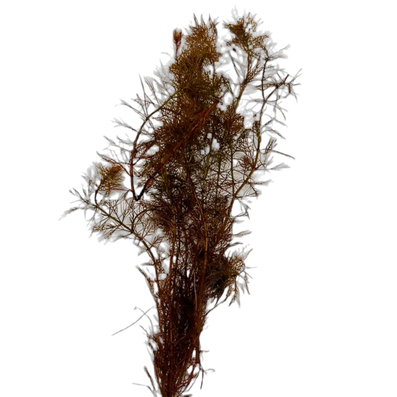 Red Myrio (Myriophyllum tubercalatum var. "Red")