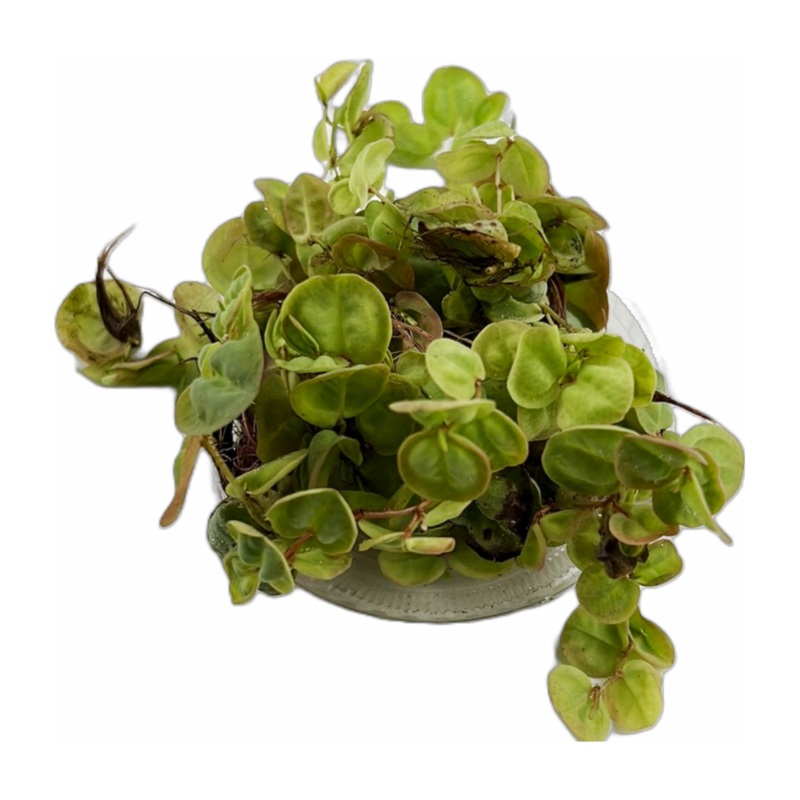 Red Root Floaters (Phyllanthus fluitans)