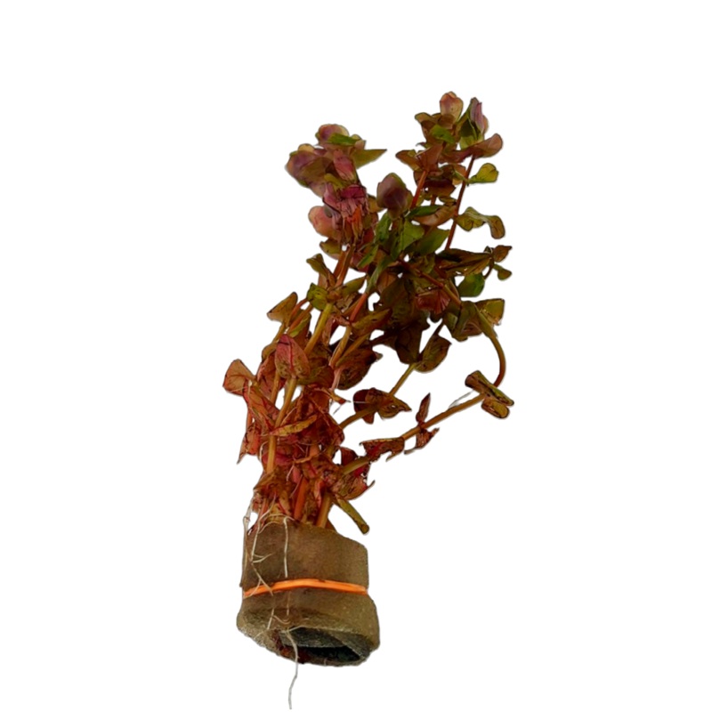Rotala macrandra "Small Leaf"