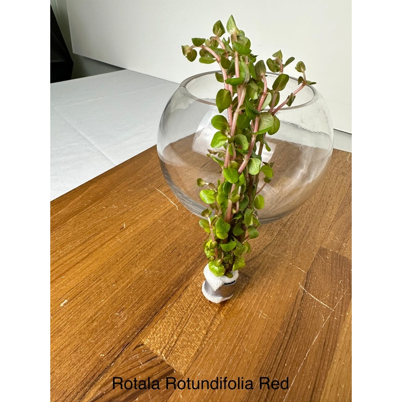 Rotala rotundifolia "Red"