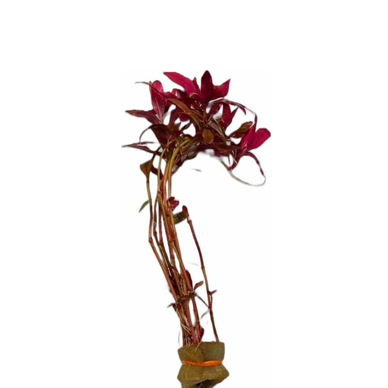 Scarlet Temple Plant (Alternanthera reineckii)