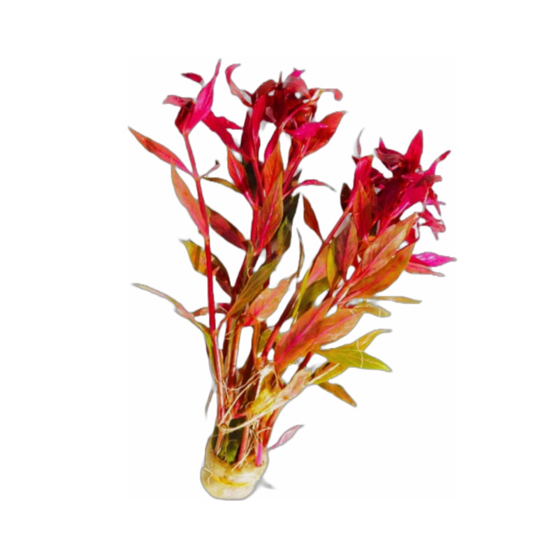 Variegated Scarlet Temple (Alternanthera reineckii ''Variegated")
