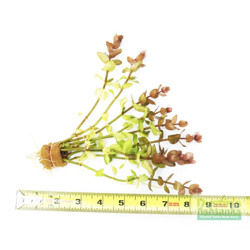 Yellow Flame Bacopa (Bacopa caroliniana "Yellow Flame")