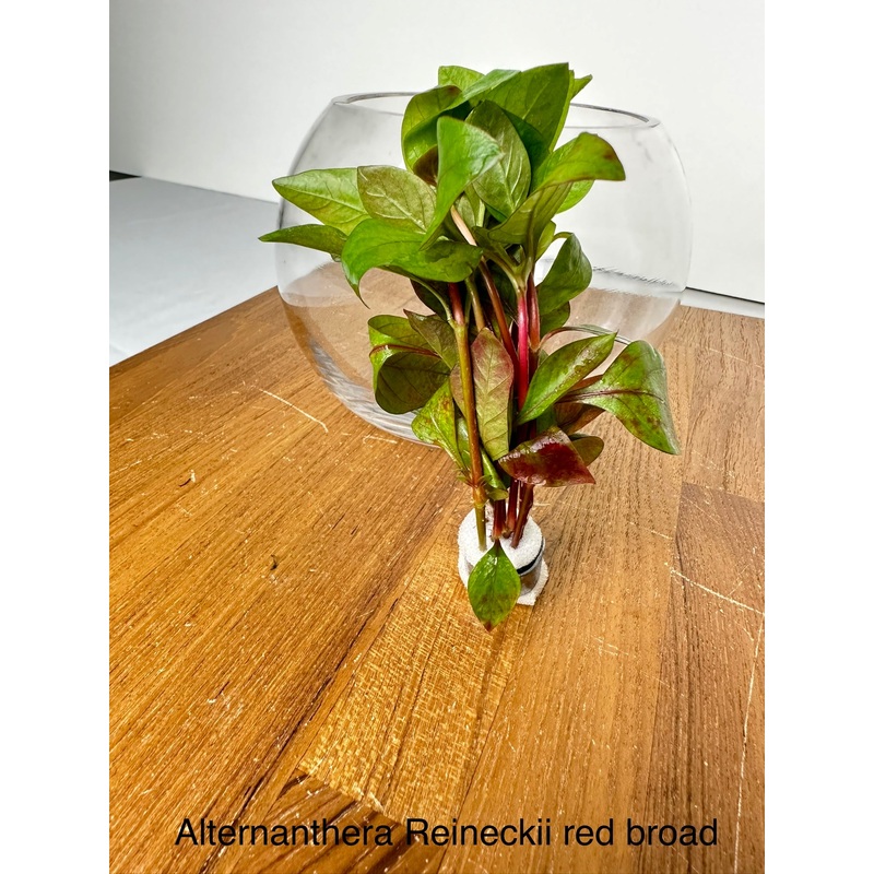 Alternanthera Reineckii Red Broad