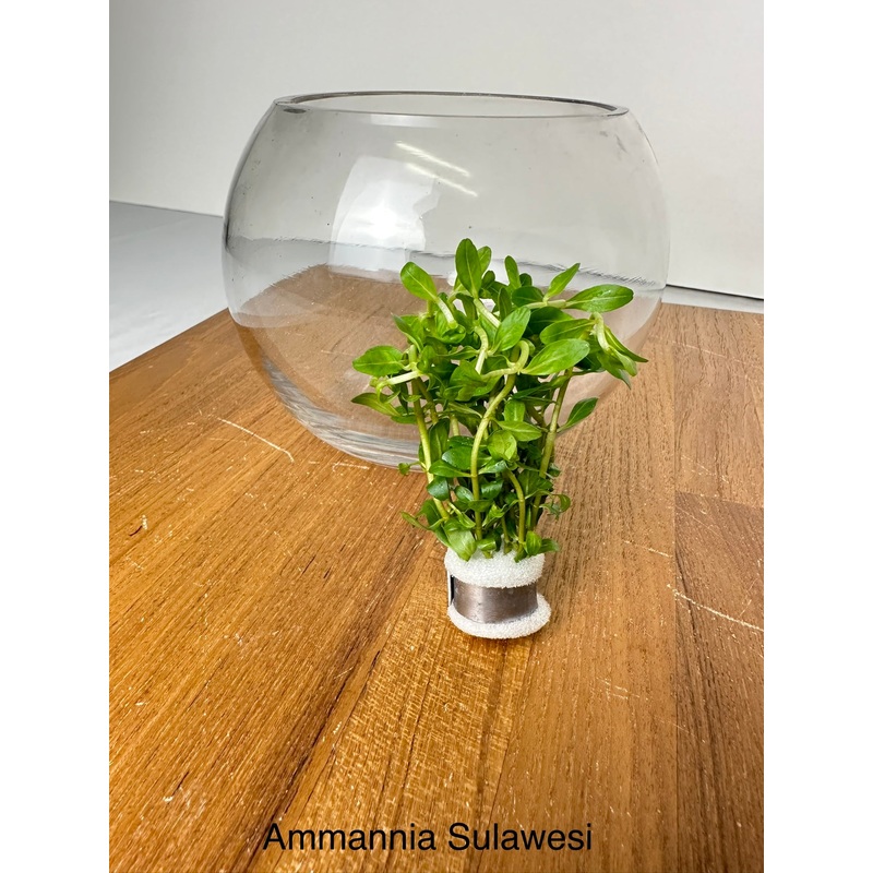Ammannia Sulawesi