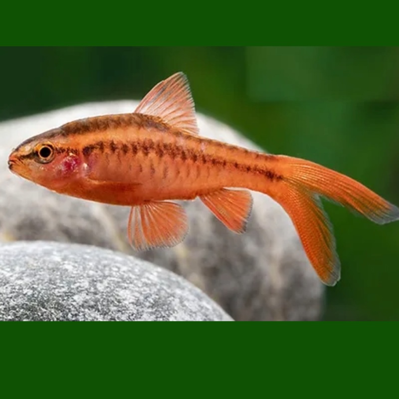 Cherry Barb Long Fin