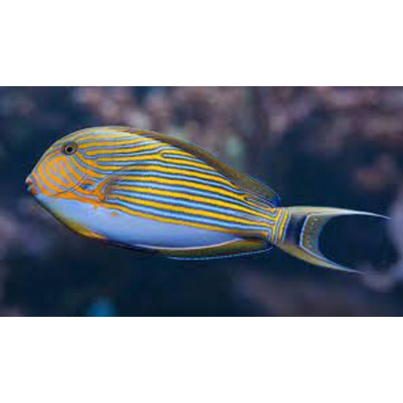 Clown Tang -(Lineatus)
