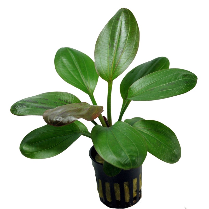 Echinodorus Hadi Red Pearl