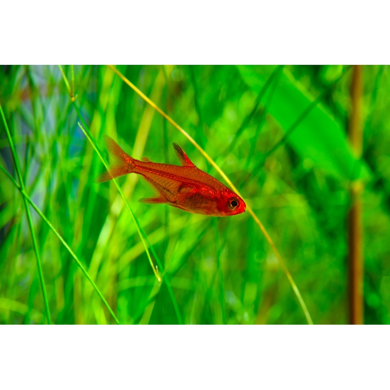 Ember Tetra (Hyphessobrycon amandae)