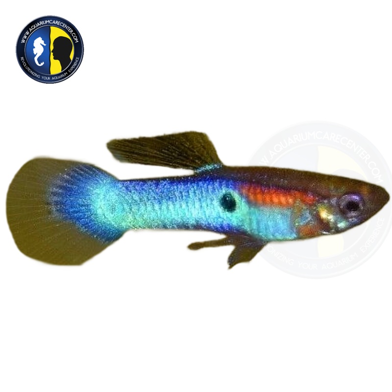 Japanese Blue Endler