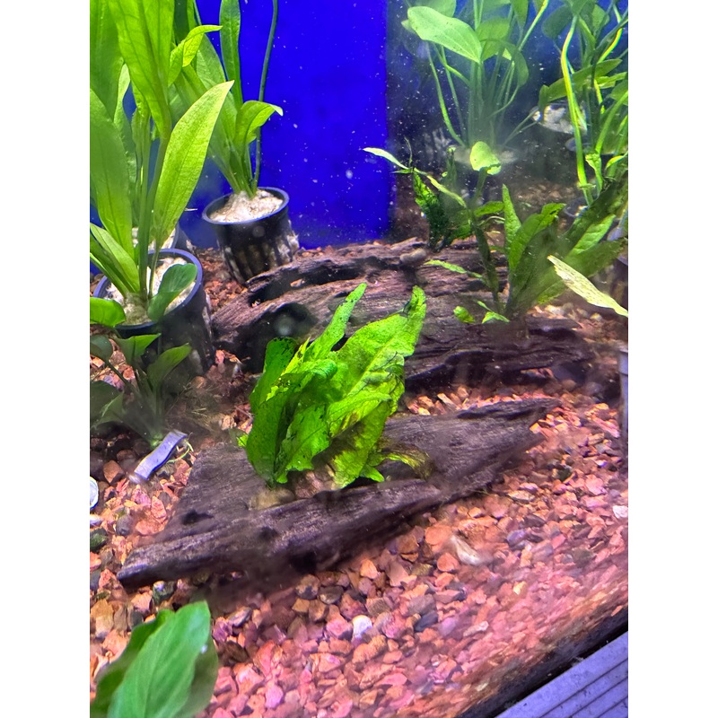 Java Fern on Wood
