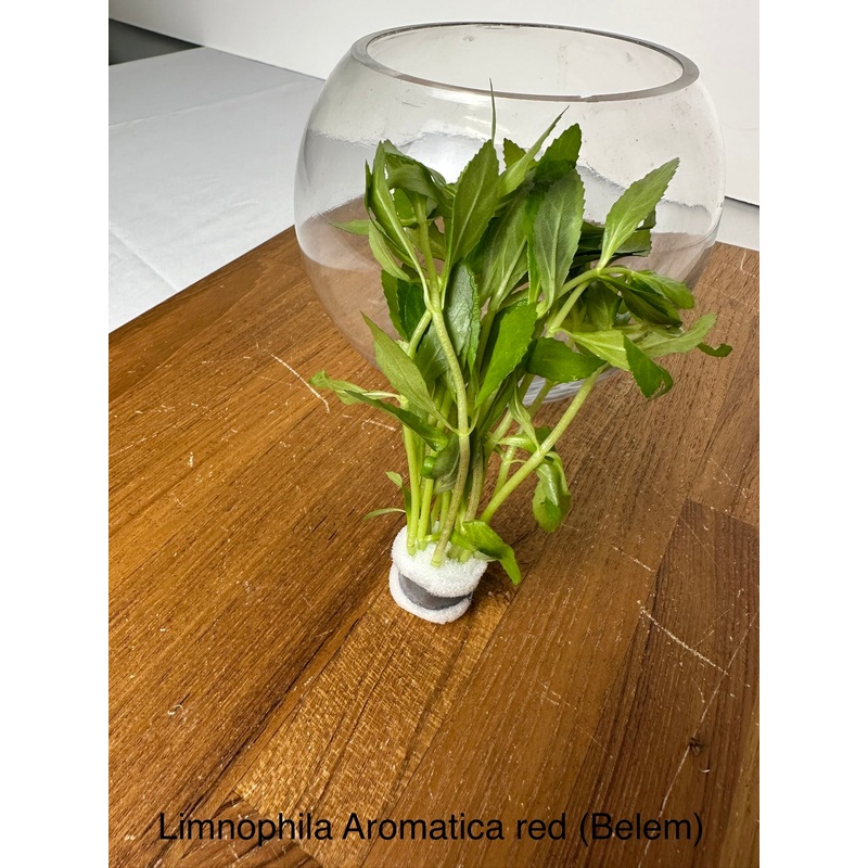 Limnophila Aromatica Red (Belem)