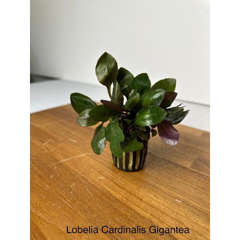 Lobelia Cardinalis Gigantea