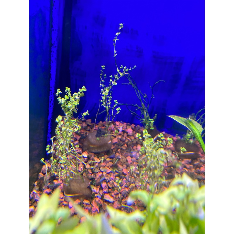 Micranthemum umbrosum (Baby Tears)