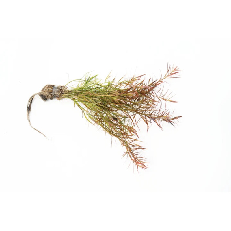 Needle Leaf Ludwigia (Ludwigia arcuata)
