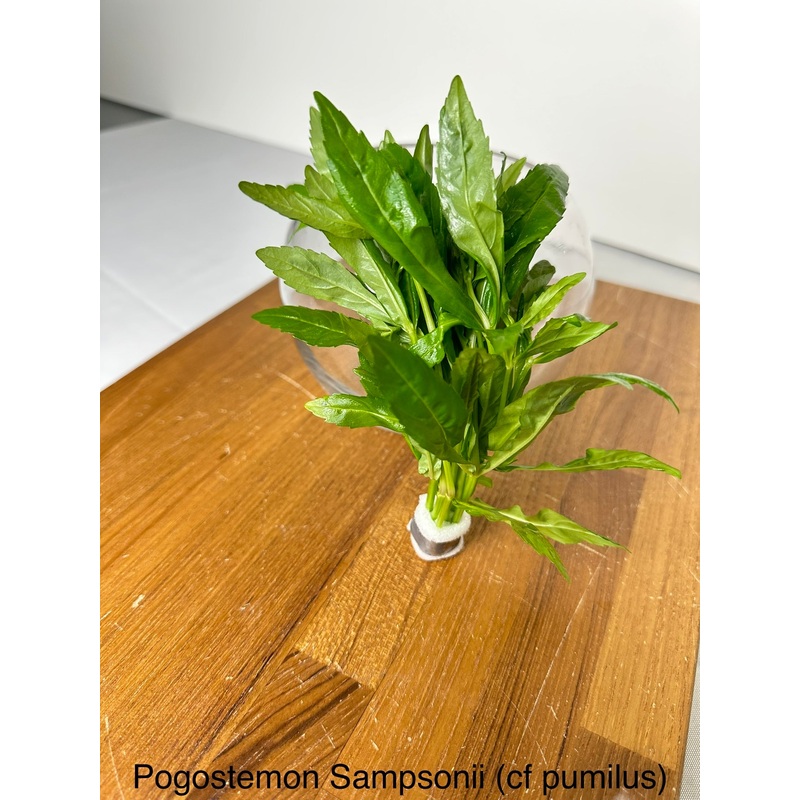 Pogostemon Sampsonii (c.f. Pumilus)