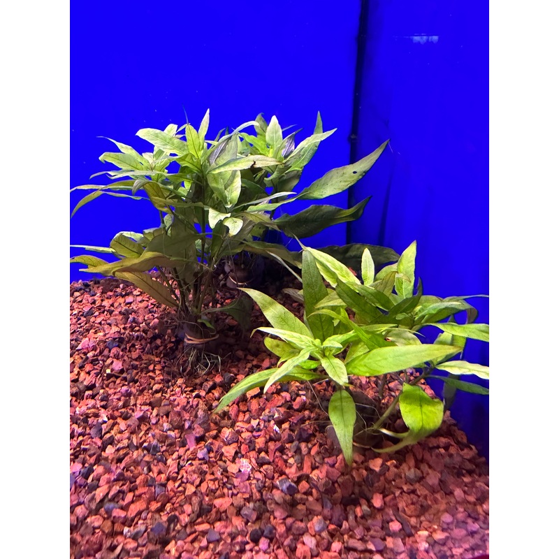 Pogostemon stellatus "Narrow leaf"