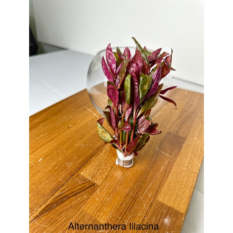 Purple Scarlet Temple (Alternanthera reineckii "Lilacina")