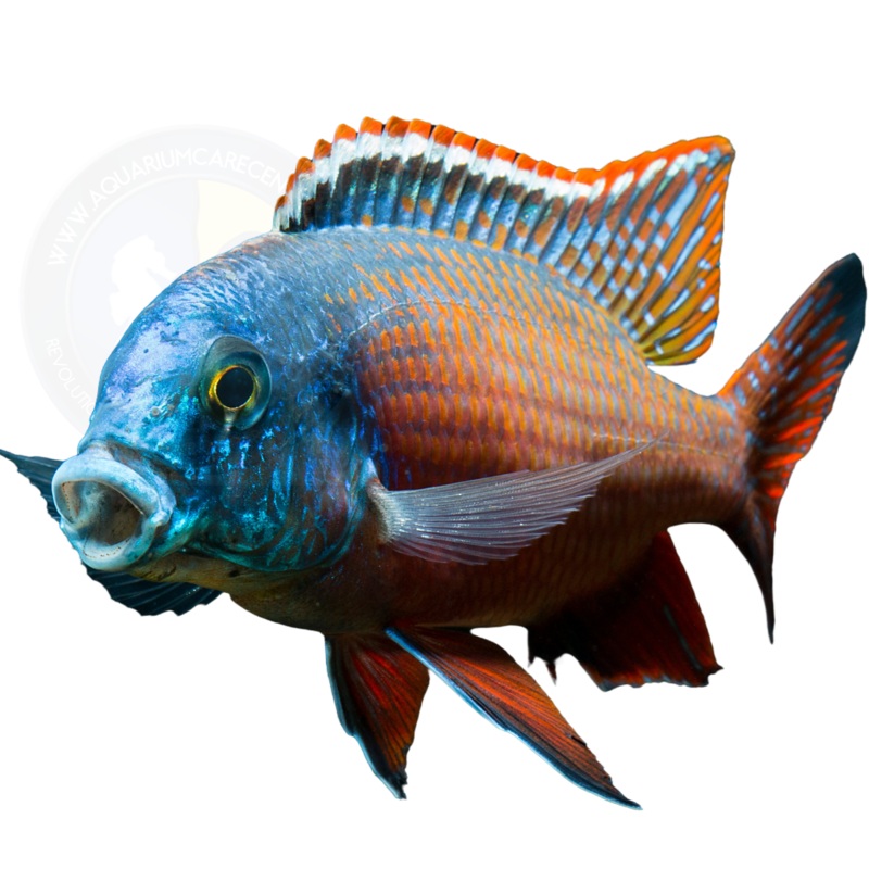 Red Empress Cichlid