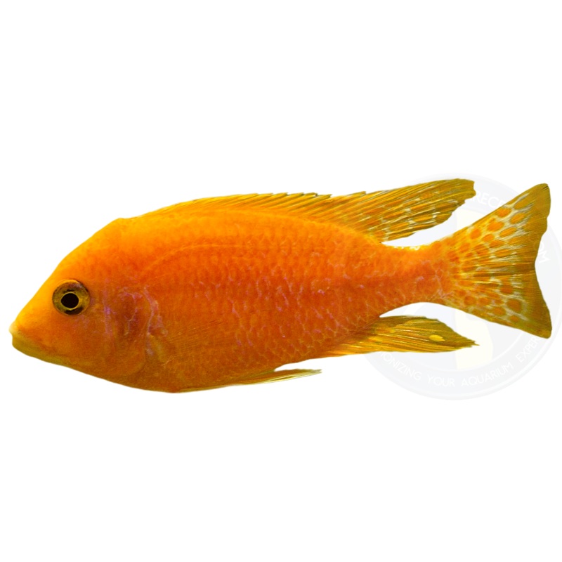 Red Zebra Cichlid  OB (Maylandia estherae)