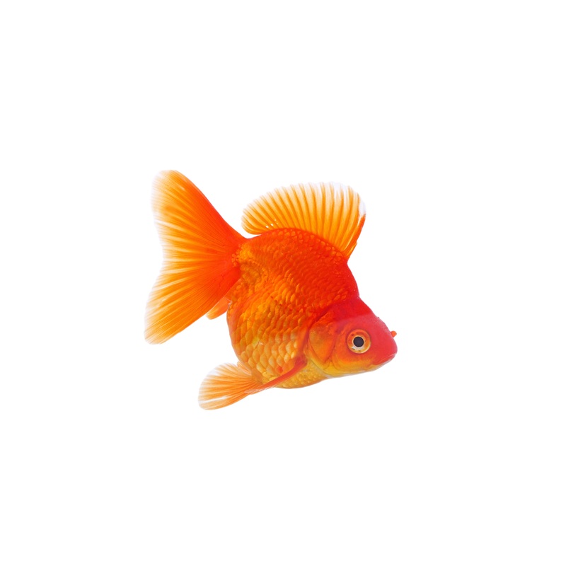 Ryukin Goldfish