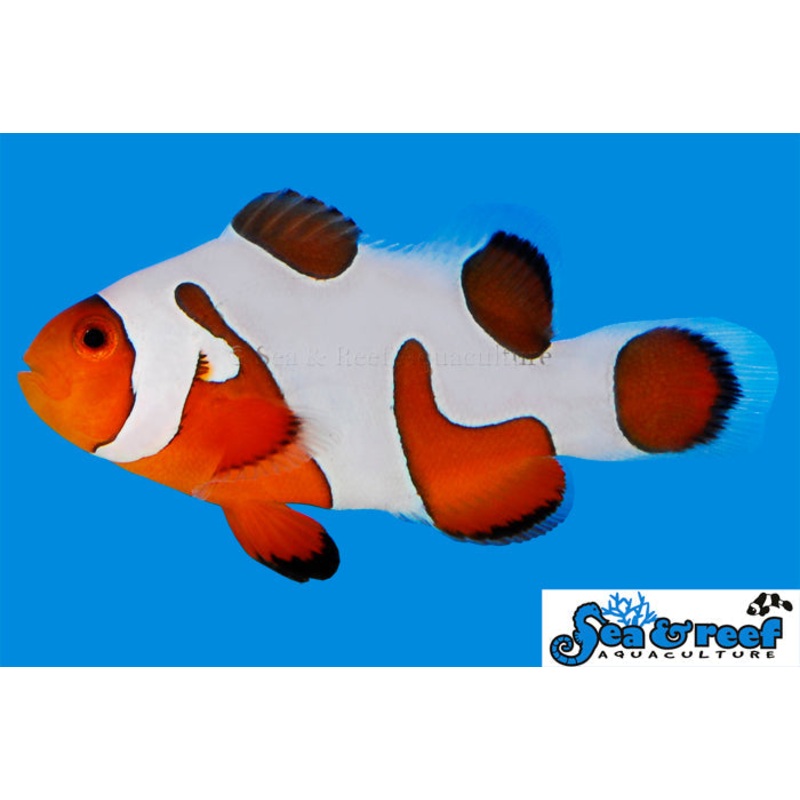 Sea & Reef - DaVinci B Ocellaris (Amphiprion ocellaris)