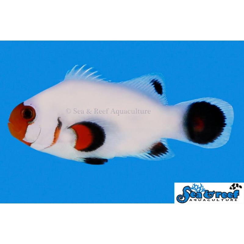Sea & Reef - Wyoming White Clownfish (Amphiprion ocellaris)