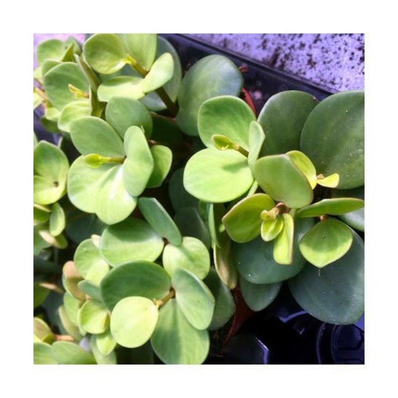 Acorn Peperomia (Peperomia tetraphylla 'hope') - 5cm Pot
