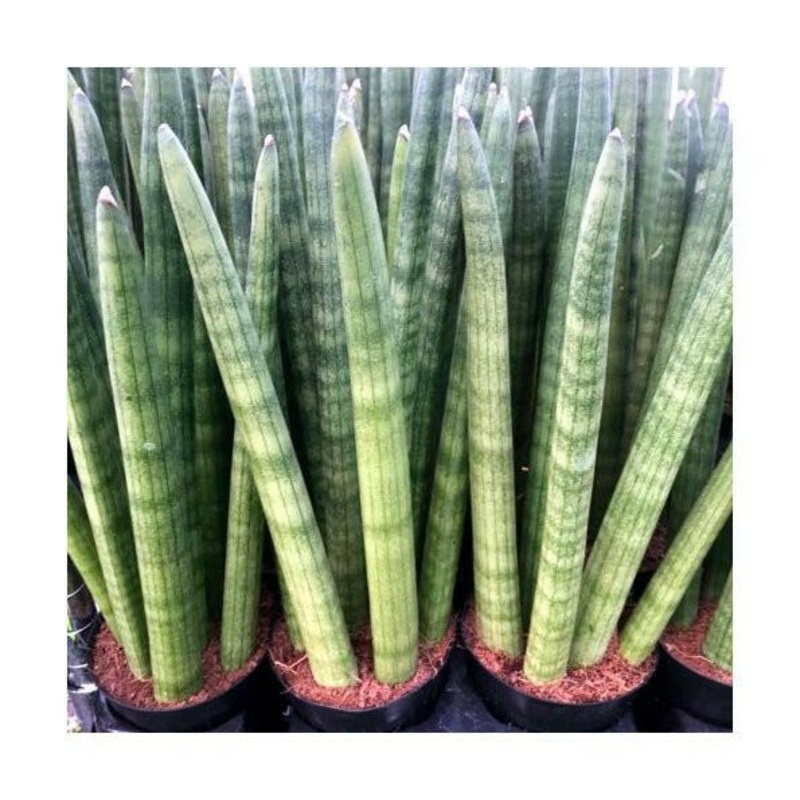 African Spear (Sansevieria cylindrica) - Large