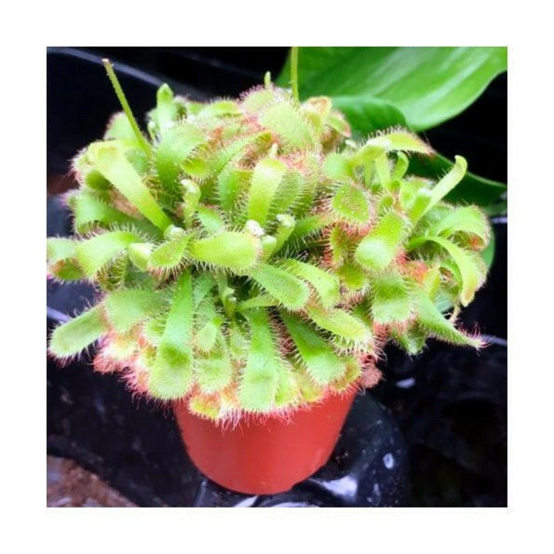 Alice sundew (Drosera aliciae) - 5cm Pot