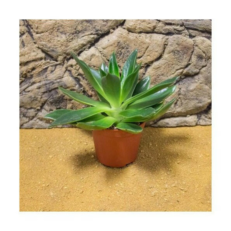 Aloe reynoldsii