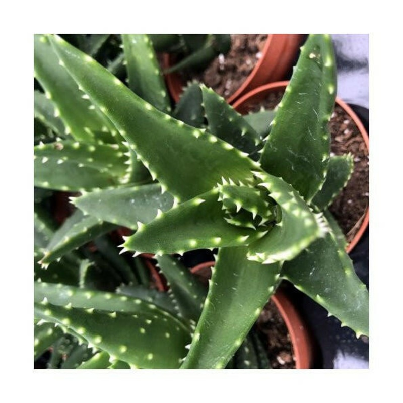 Aloe squarrosa - 8.5cm Pot