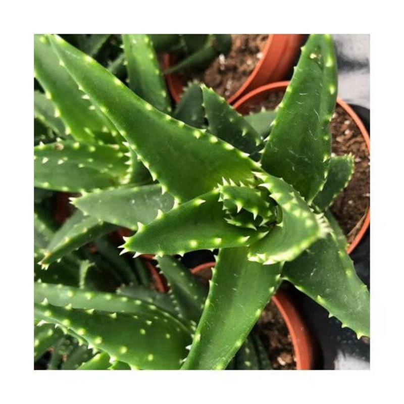 Aloe squarrosa - Small