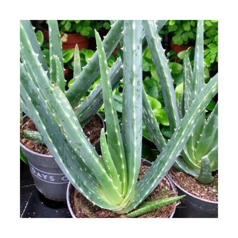 Aloe Vera - Large
