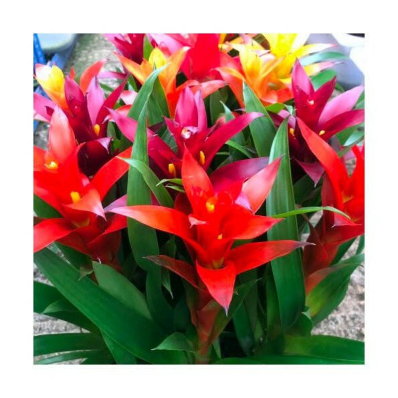 Bromeliad 'mixed colours' (Guzmania sp.) - Medium