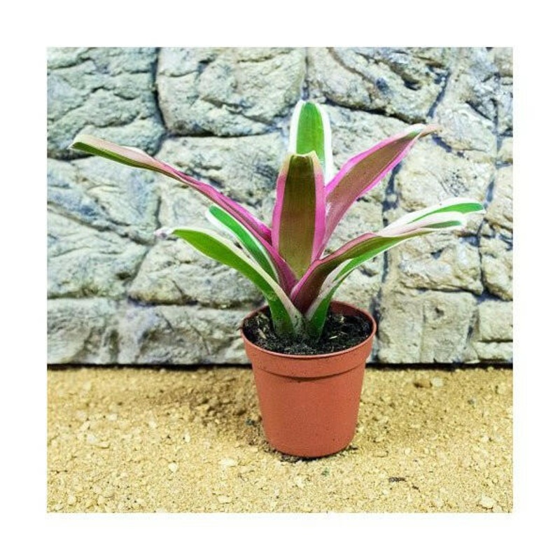 Bromeliad (Neoregelia 'Donger') - 5.5cm Pot