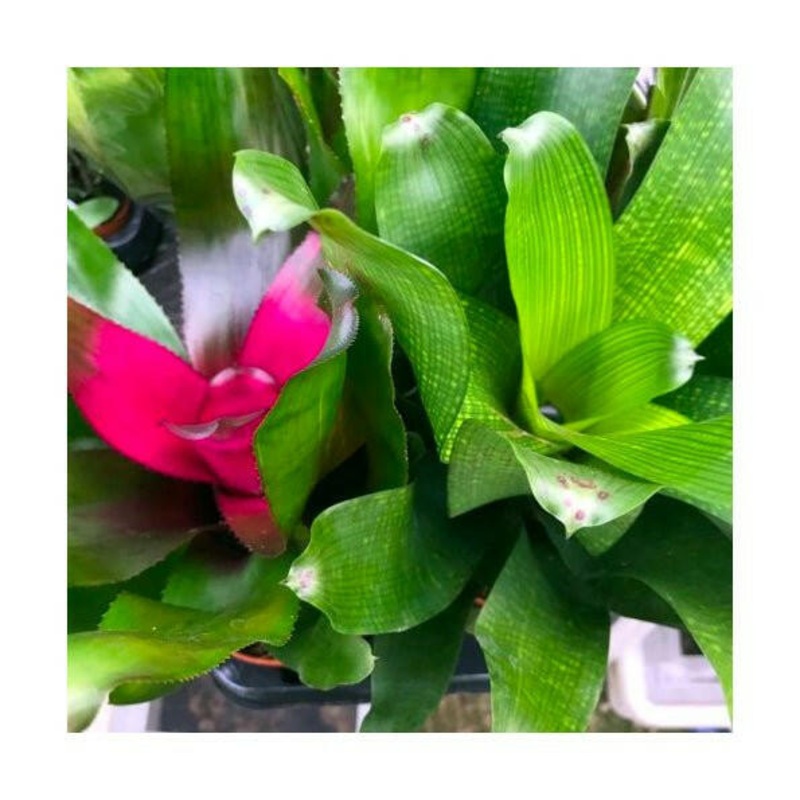 Bromeliad (Neoregelia sp.) - Large
